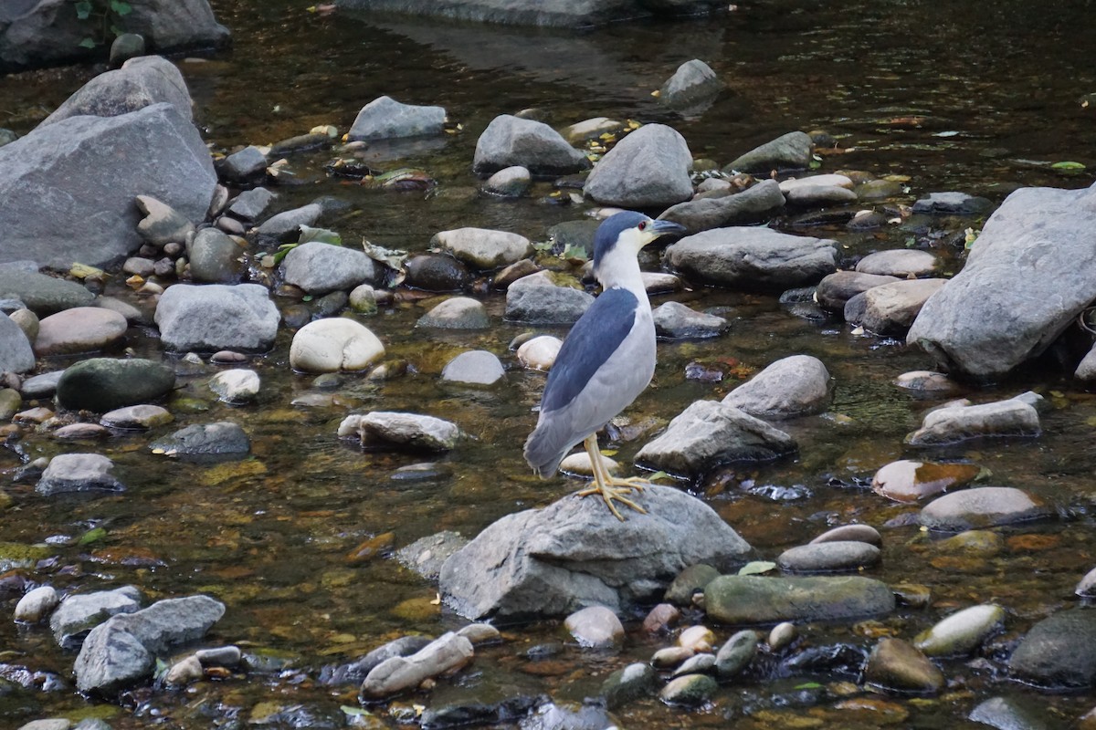 Black-crowned Night Heron - Carlos Muñoz Brenes