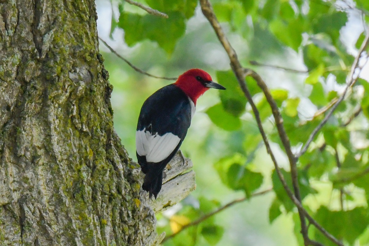 Red-headed Woodpecker - ML246701541