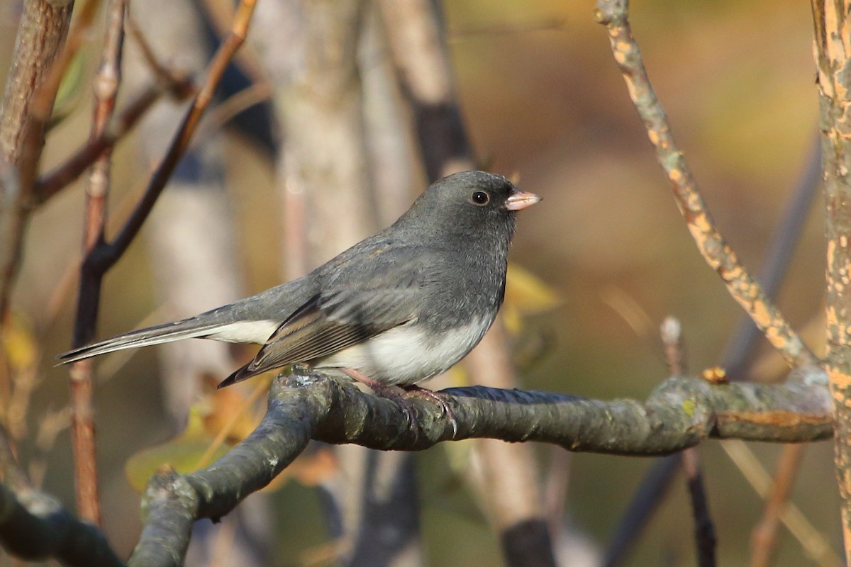Dark-eyed Junco - ML24670231