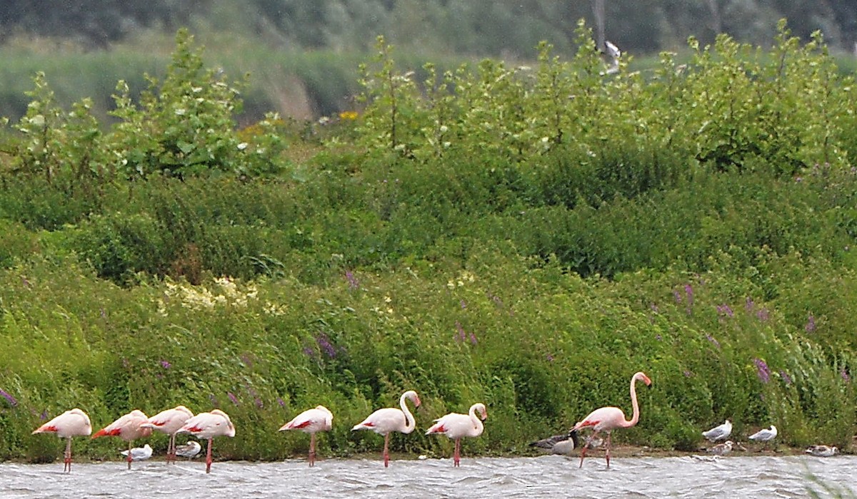 Greater Flamingo - Sander Vunderink