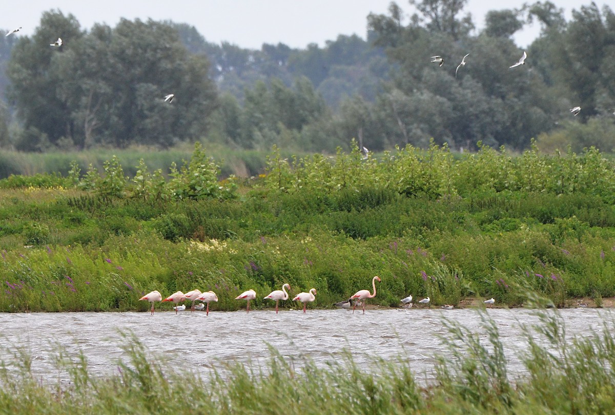 Greater Flamingo - ML246702971