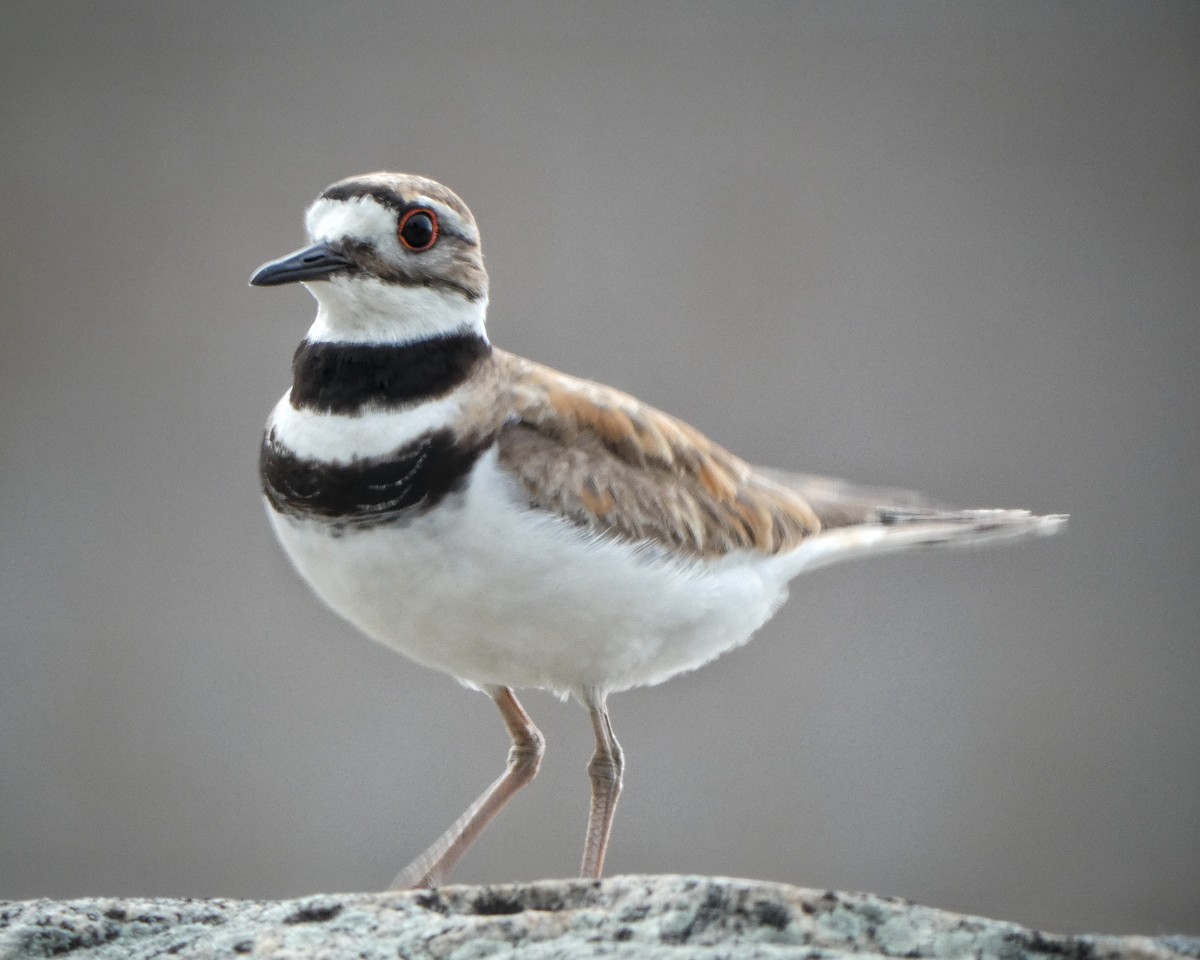 Killdeer - ML246703791