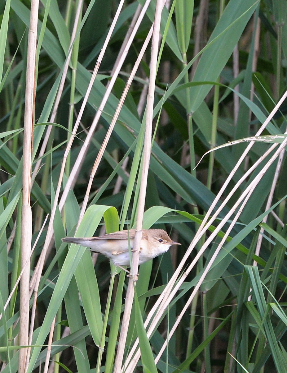 Common Reed Warbler - Sander Vunderink