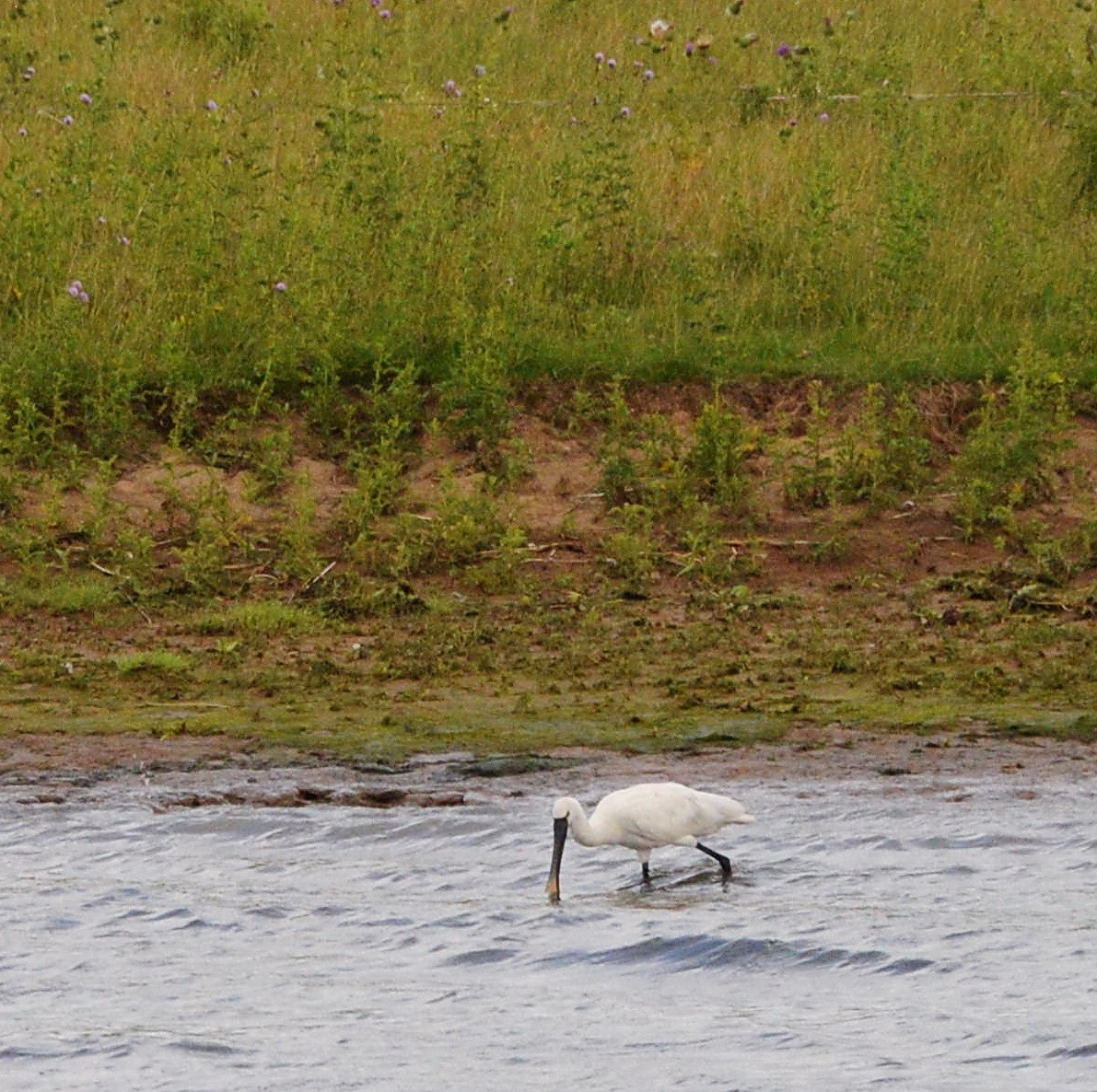 Eurasian Spoonbill - Sander Vunderink