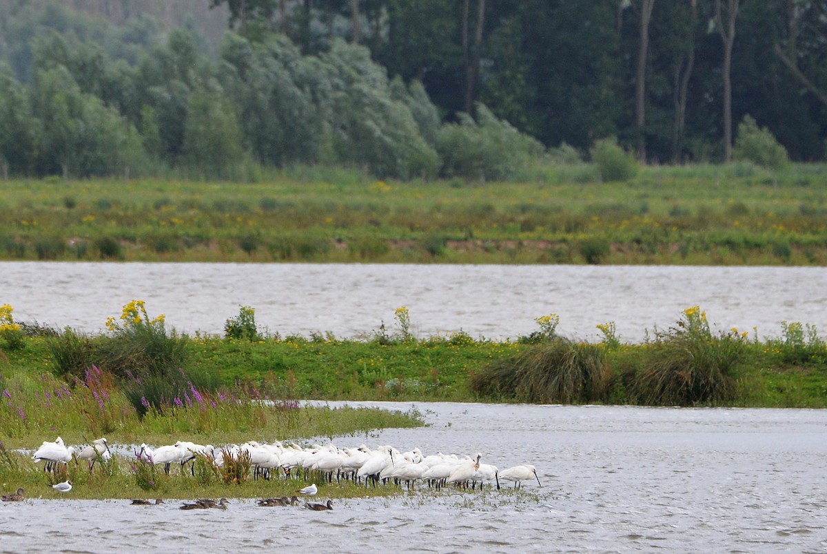 Eurasian Spoonbill - Sander Vunderink