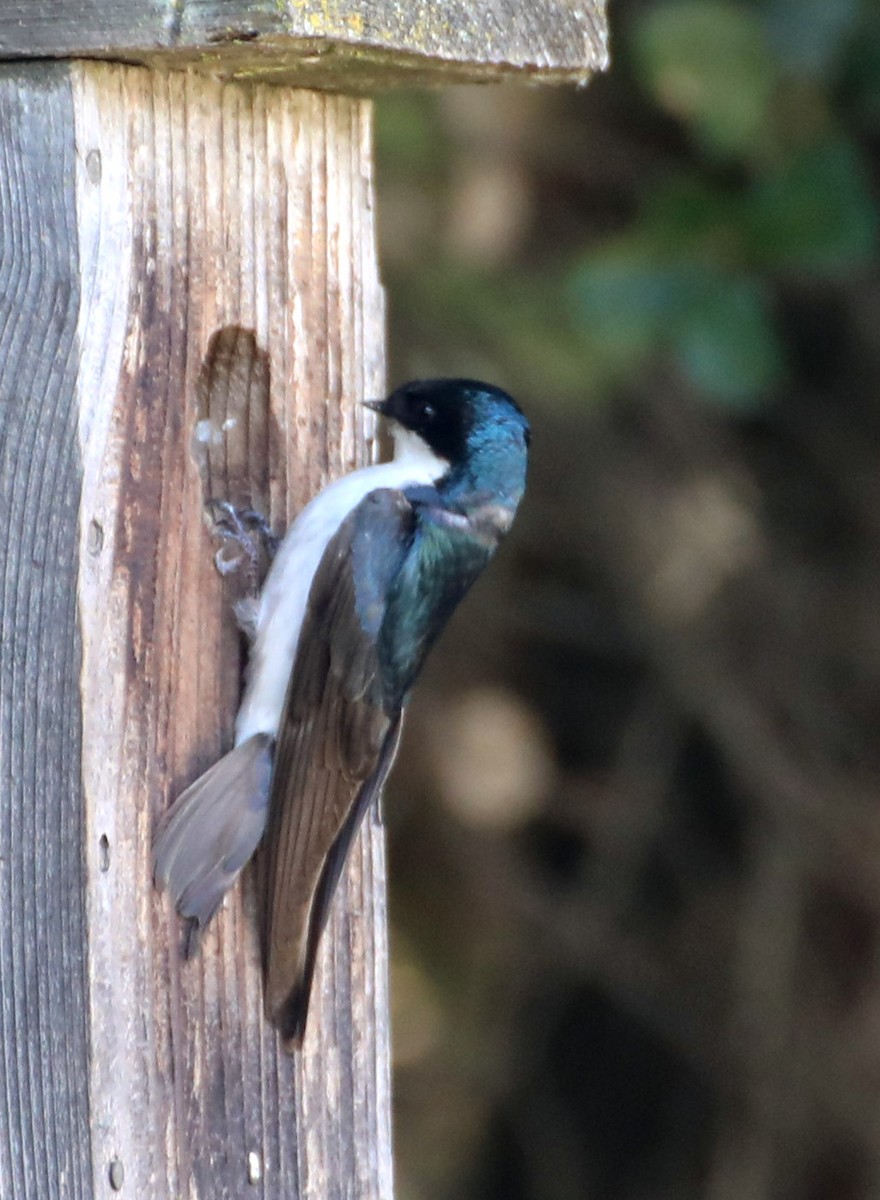 Tree Swallow - ML246704151