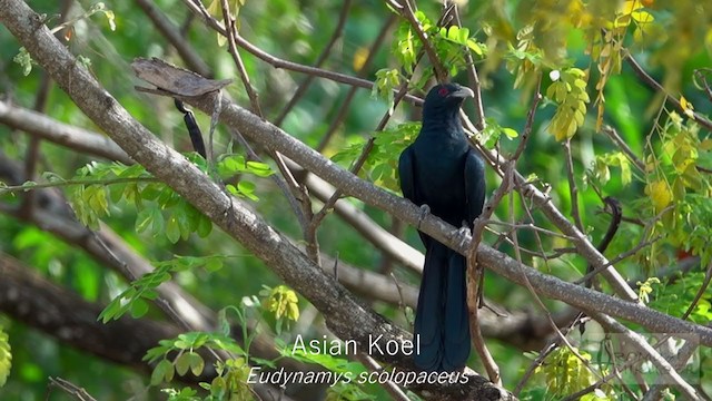 Asian Koel - ML246705401