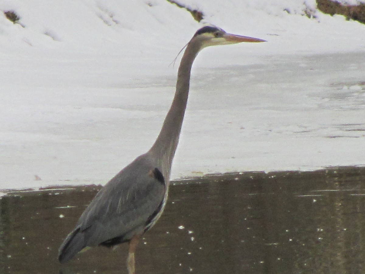 Great Blue Heron - ML24670601