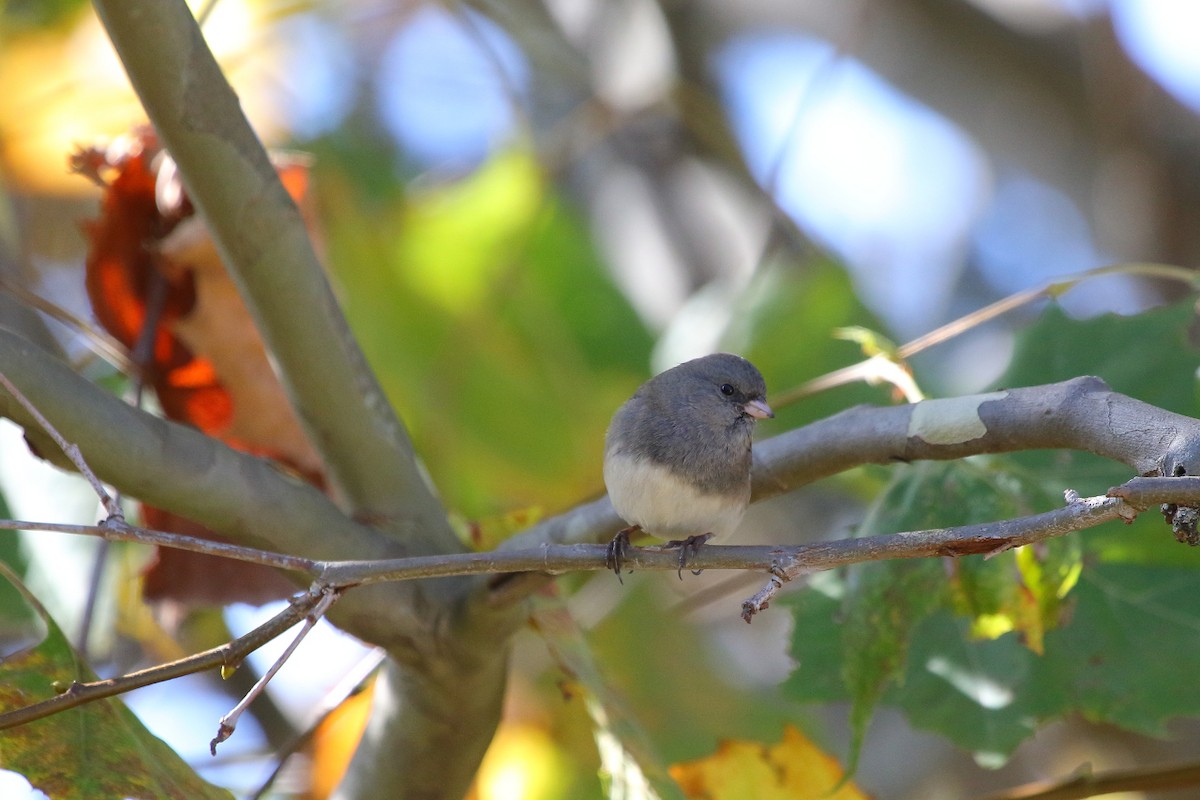 Dark-eyed Junco - ML24670651