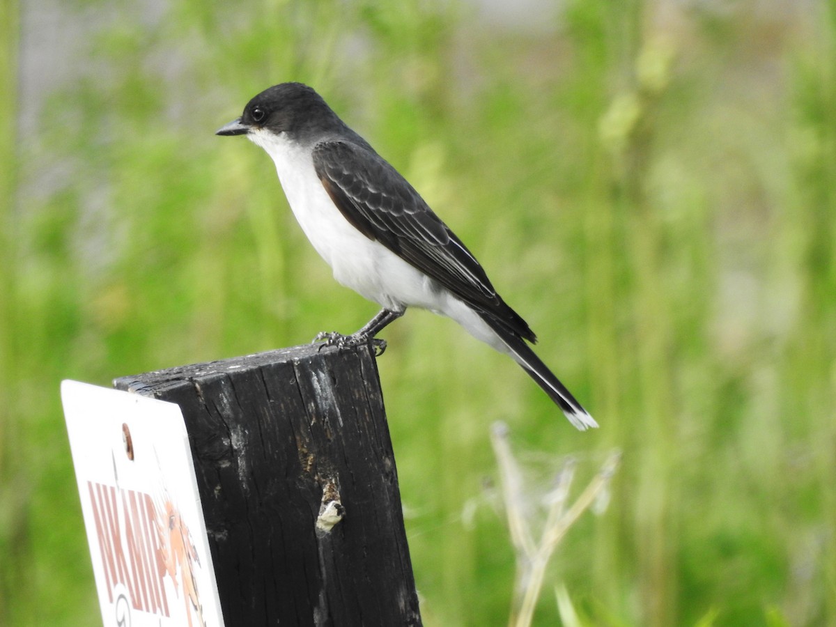 Eastern Kingbird - ML246707281