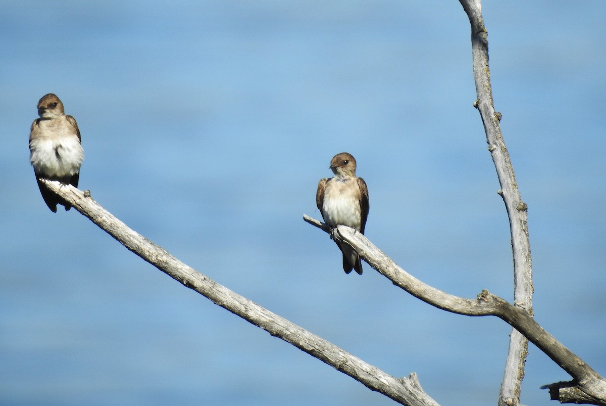 Northern Rough-winged Swallow - ML246707521