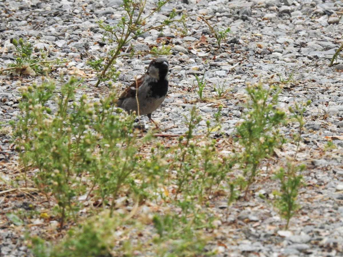 Moineau domestique - ML246707591