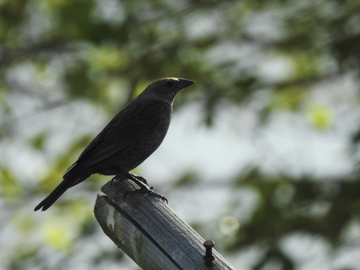 Brown-headed Cowbird - ML246707771