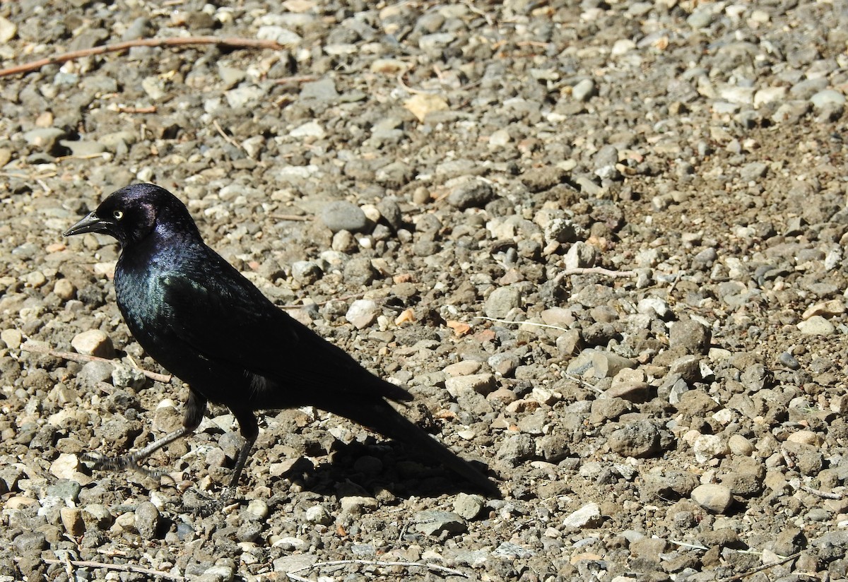 Brewer's Blackbird - ML246707911