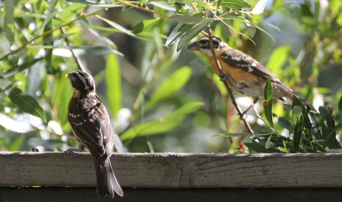 Black-headed Grosbeak - ML246708221