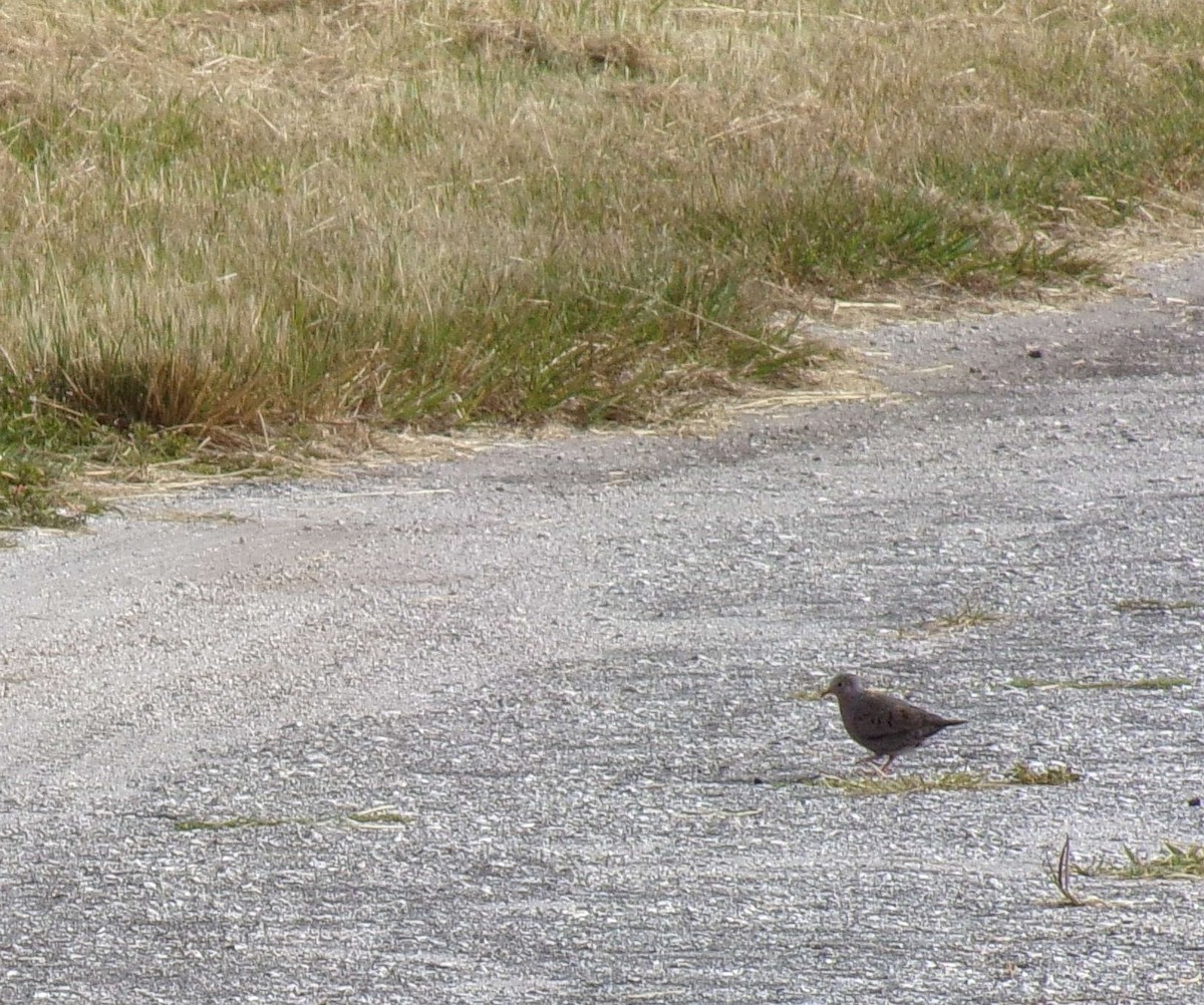 Common Ground Dove - ML246709121