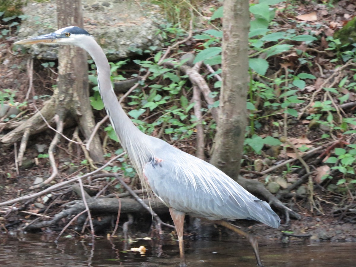 Great Blue Heron - ML246710641