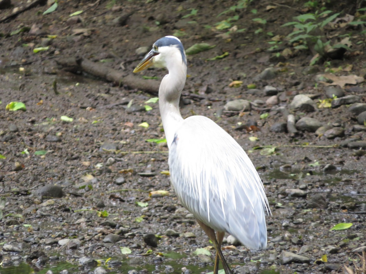 Great Blue Heron - ML246710651