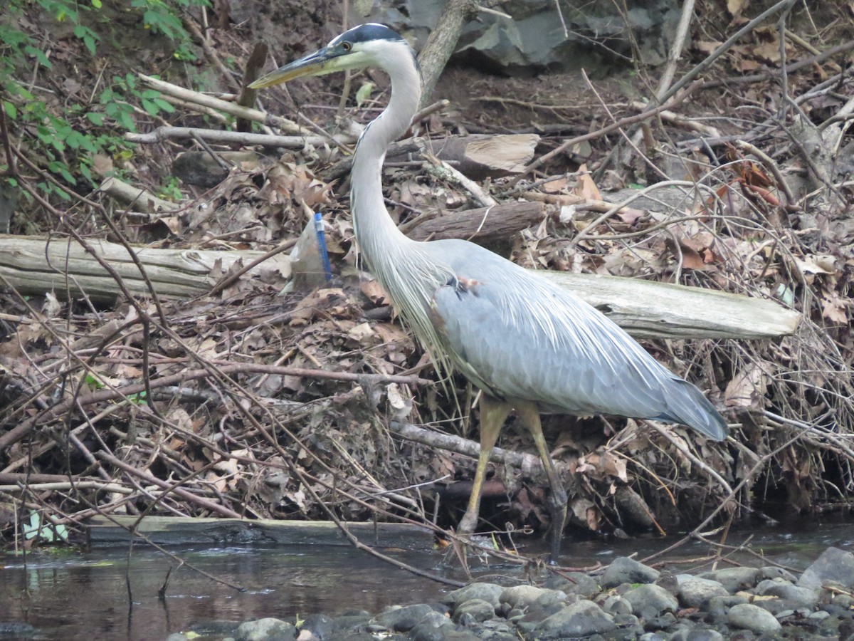 Great Blue Heron - ML246710661