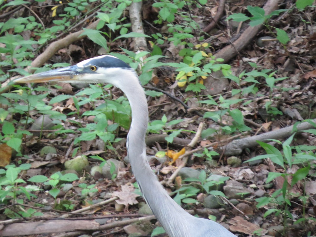 Great Blue Heron - ML246710671