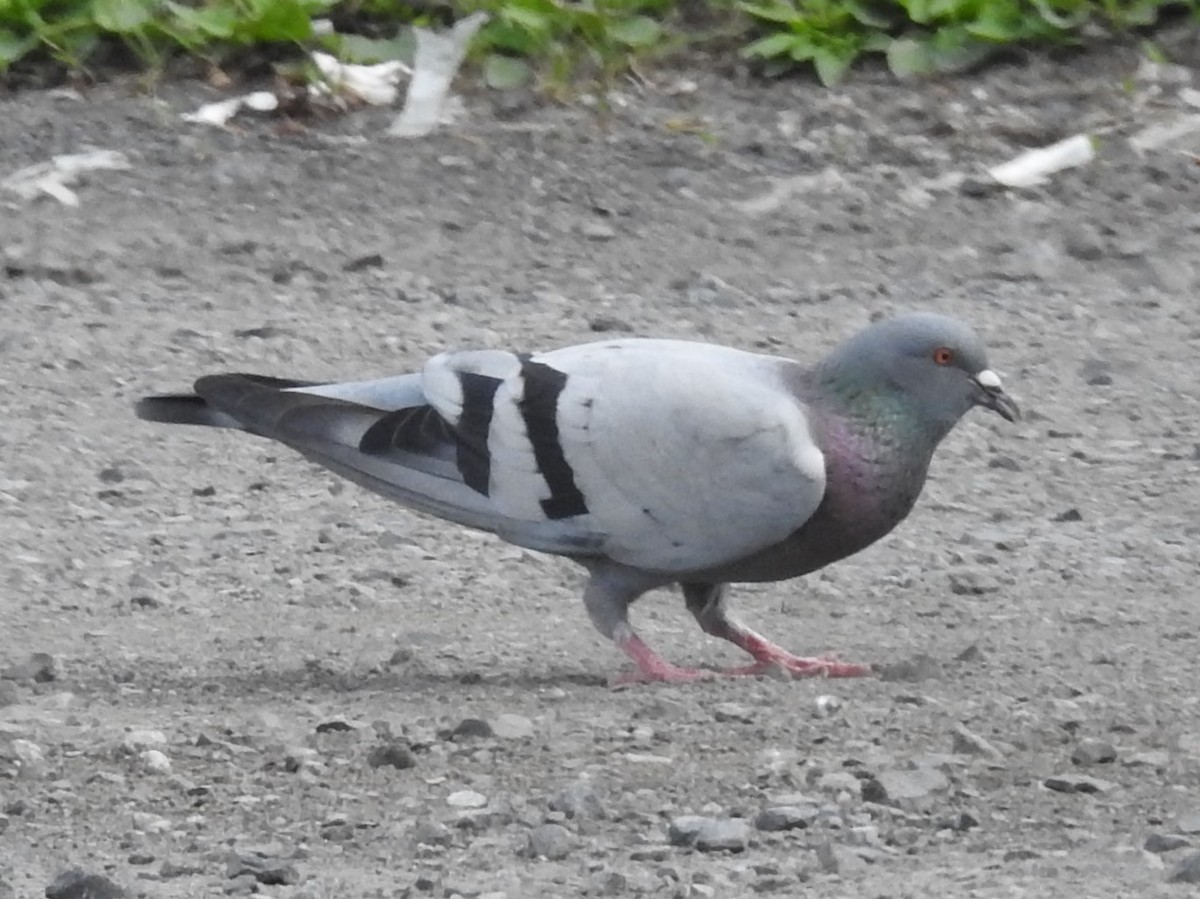 Pigeon biset (forme domestique) - ML246711471