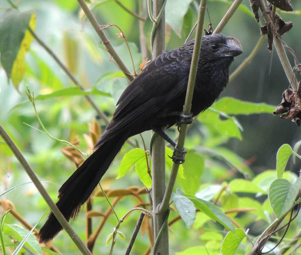 Smooth-billed Ani - ML246712021