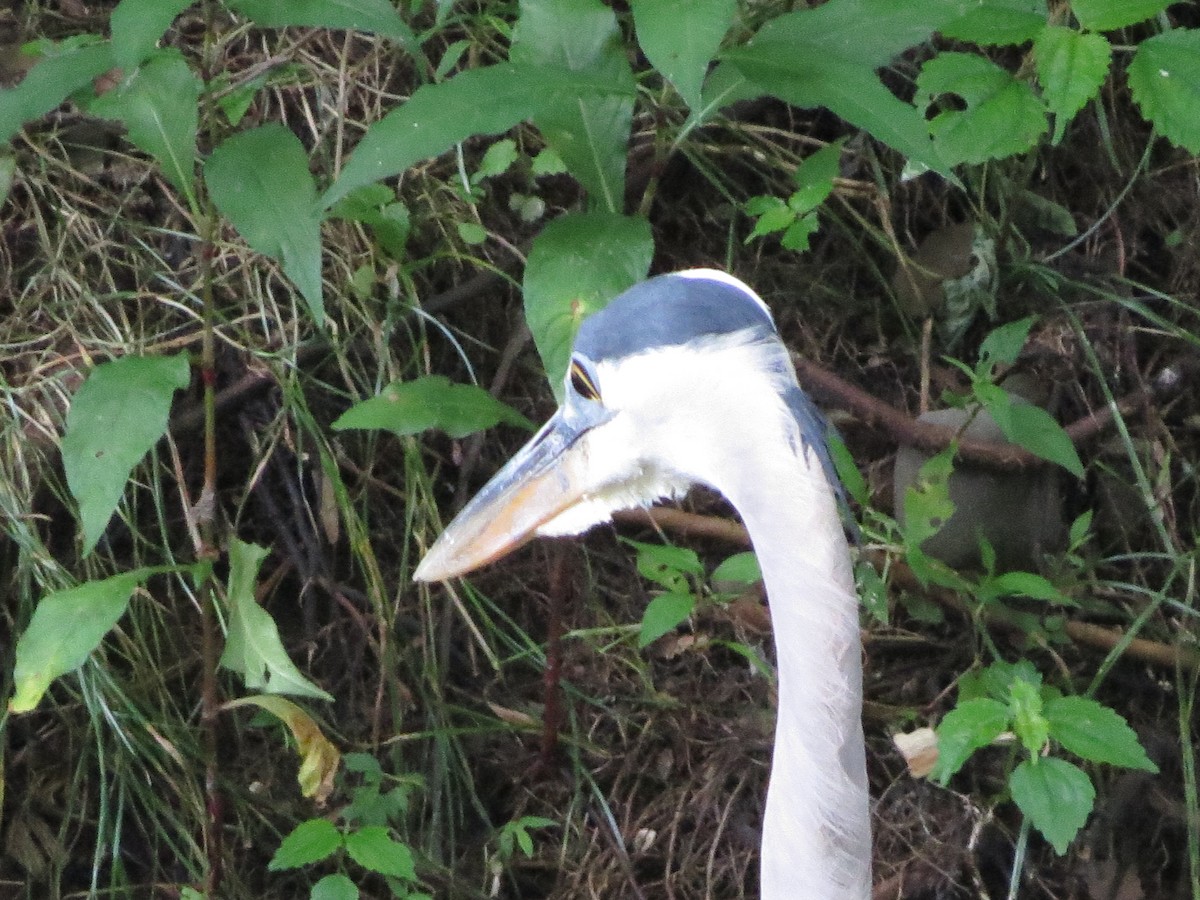 Great Blue Heron - ML246713151