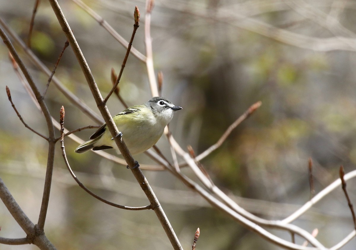 Blue-headed Vireo - ML246716131