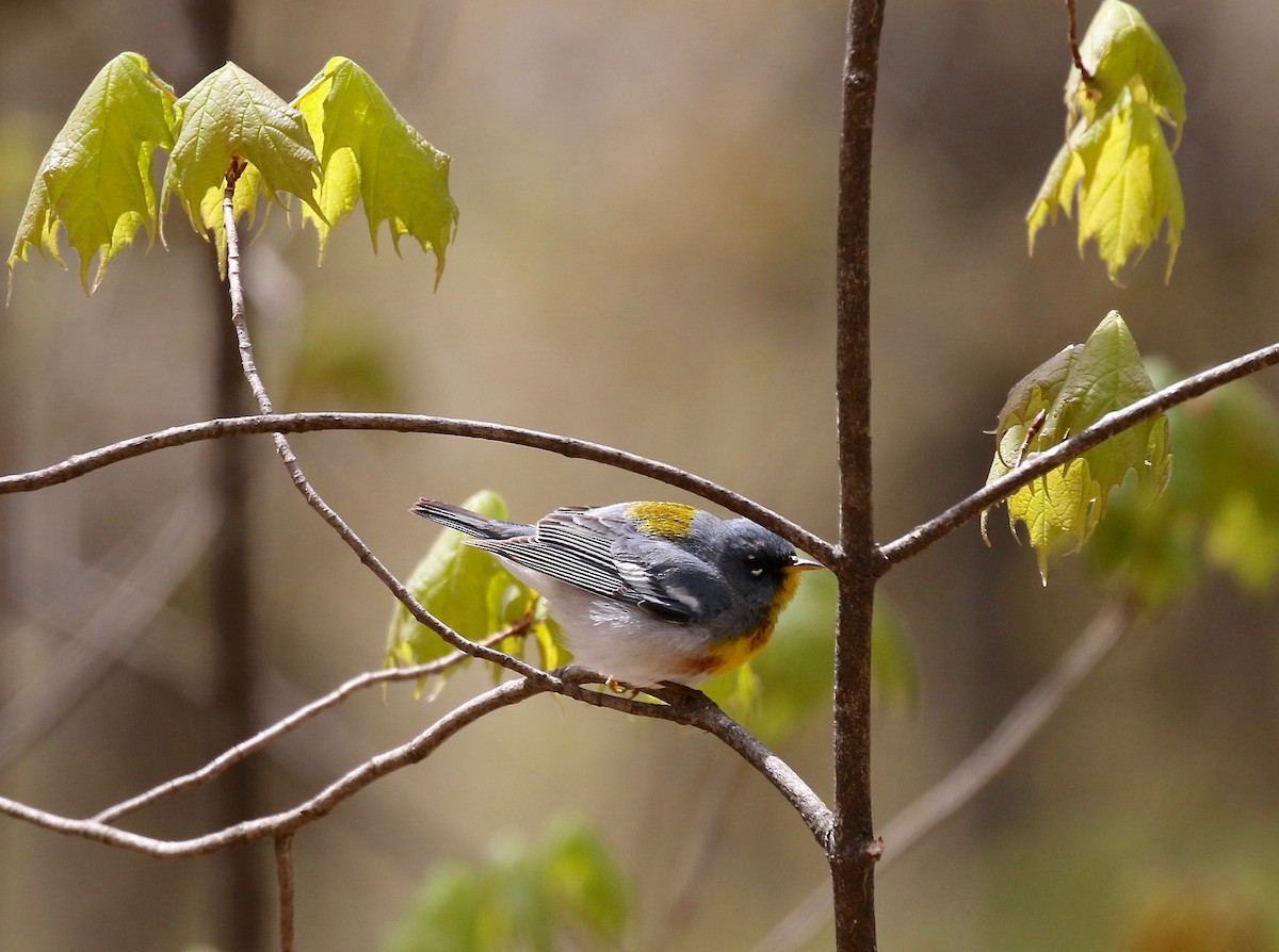 Northern Parula - ML246716691