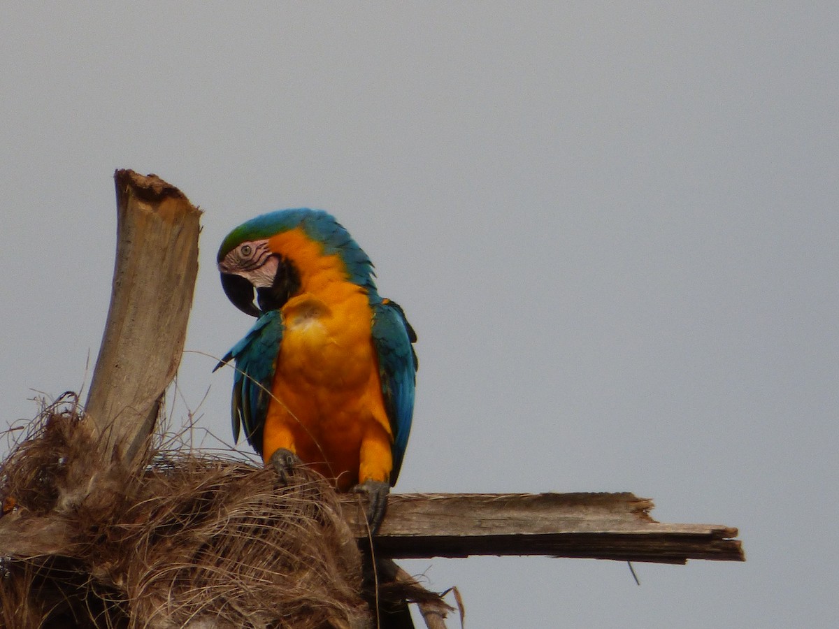 Blue-and-yellow Macaw - ML246721511