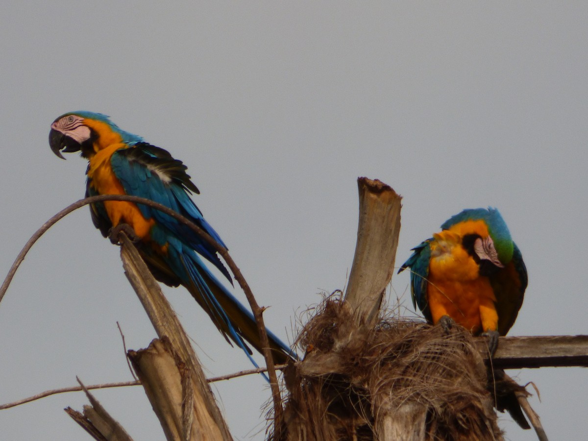 Blue-and-yellow Macaw - ML246721531