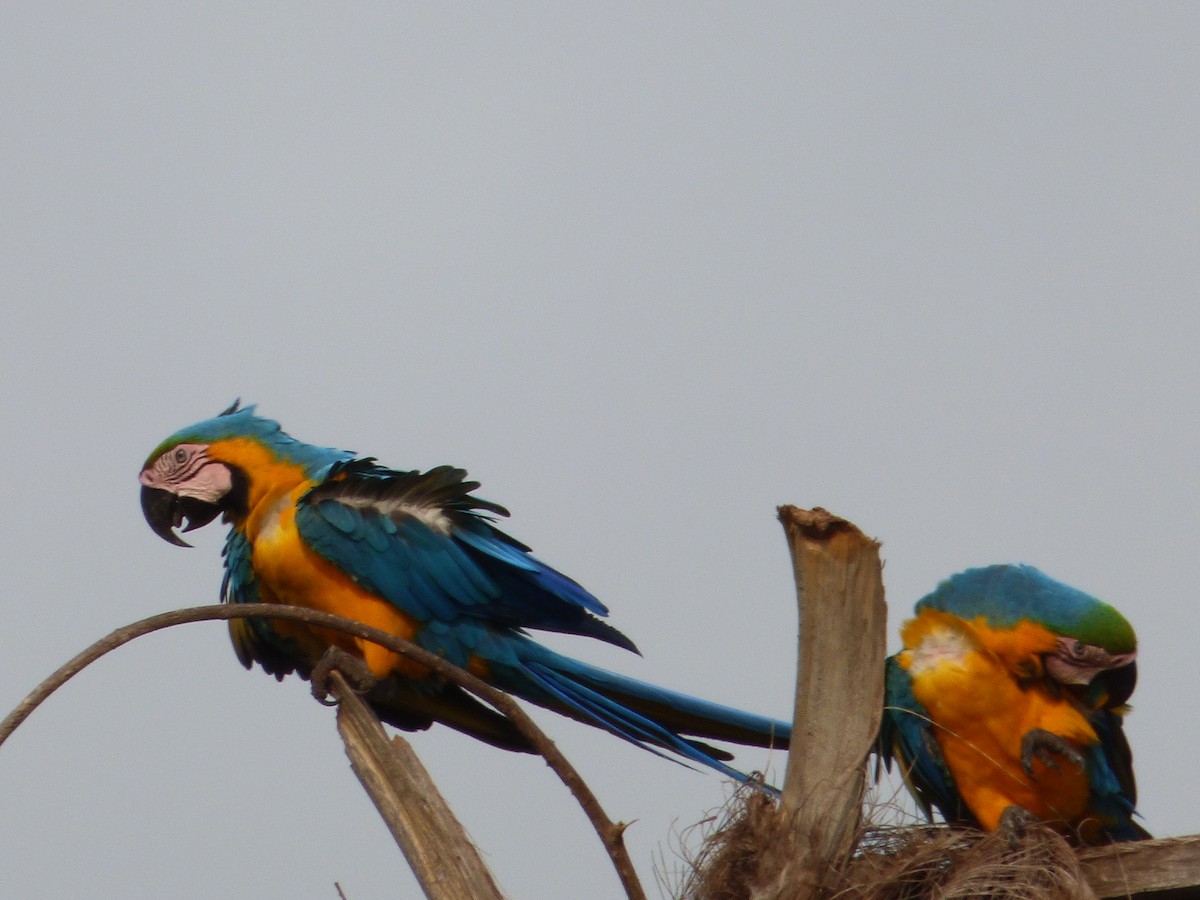 Blue-and-yellow Macaw - ML246721541