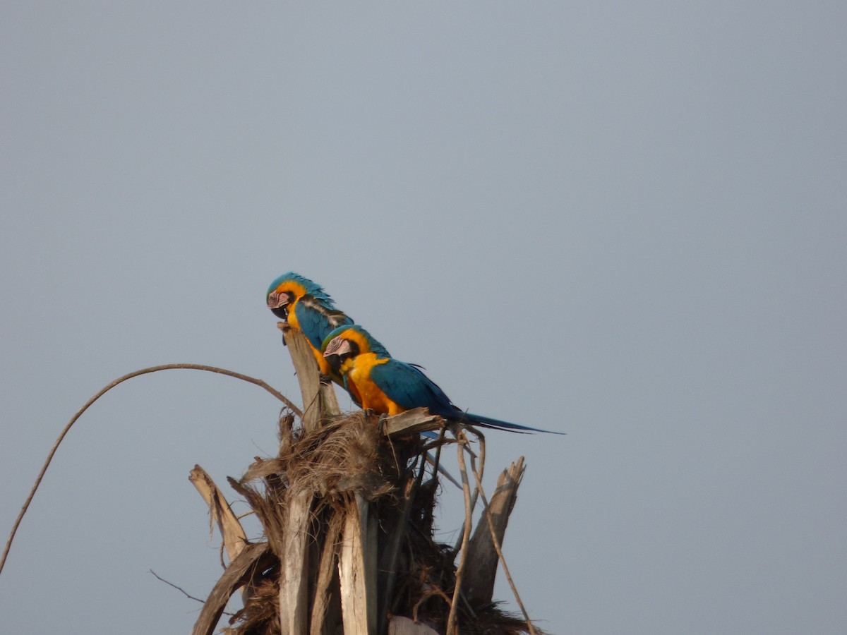 Blue-and-yellow Macaw - ML246721591