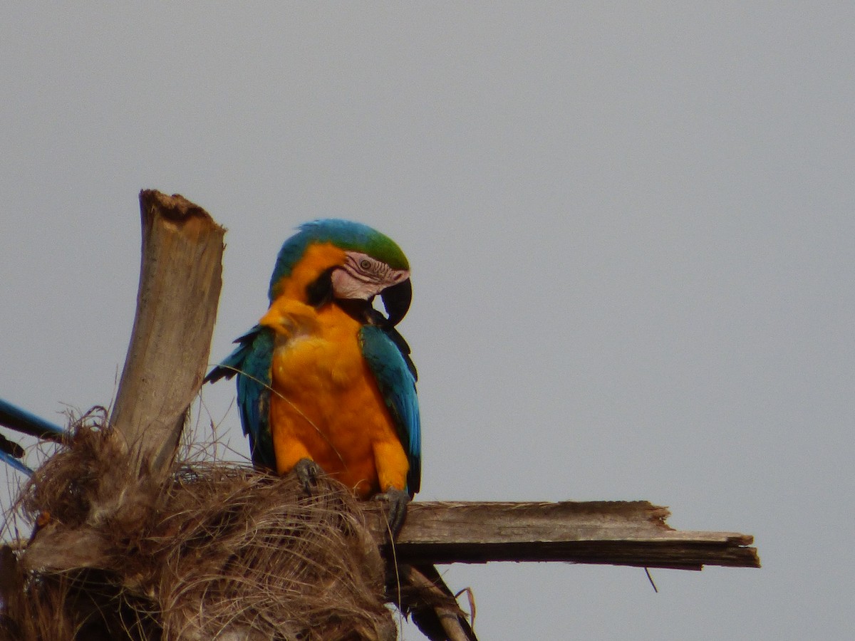 Blue-and-yellow Macaw - ML246721631