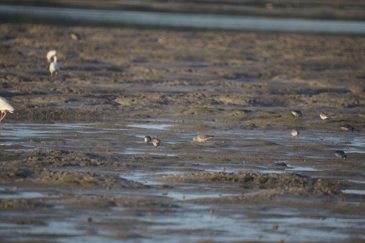 Red Knot - ML246722151