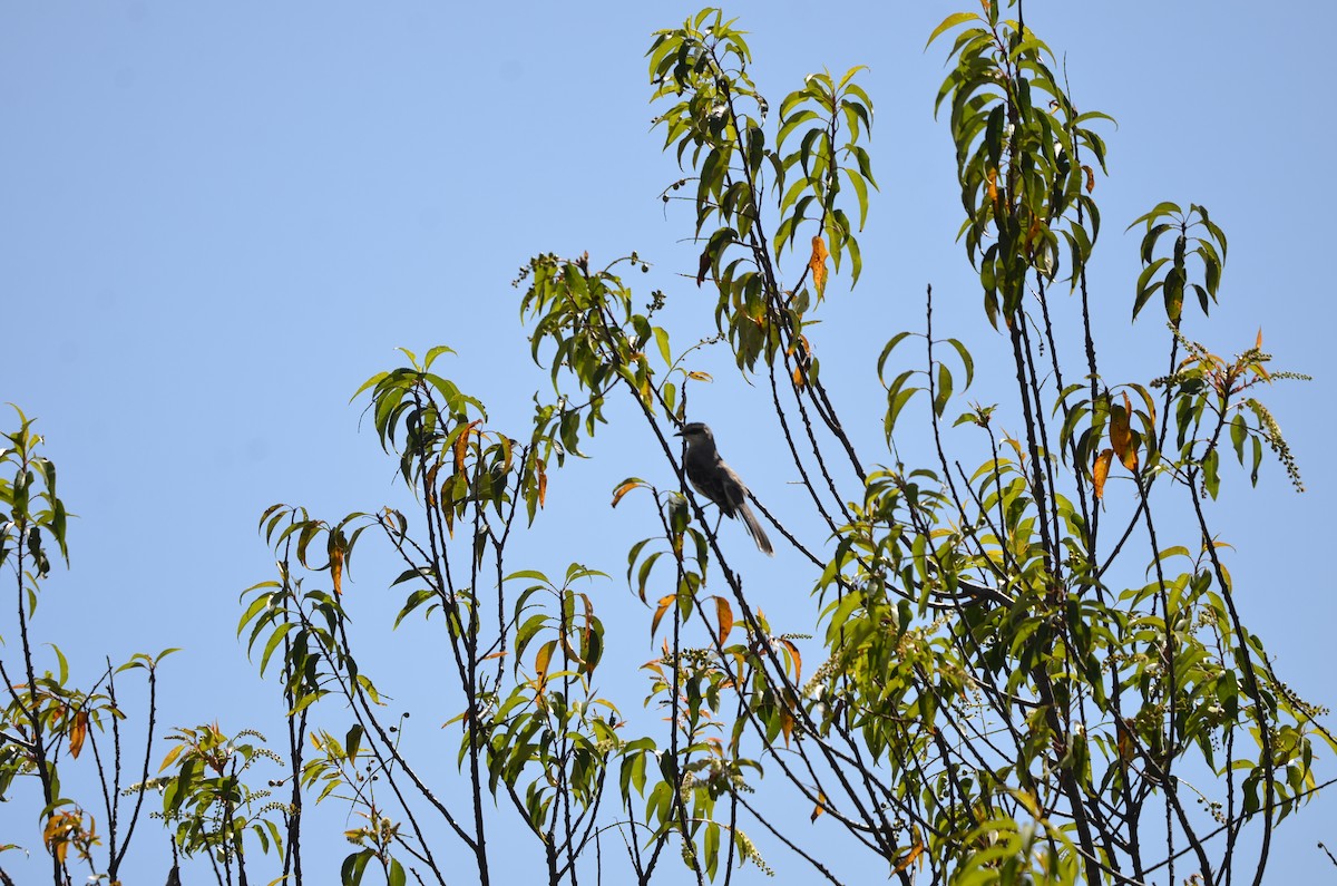 Tropical Mockingbird - ML246722571