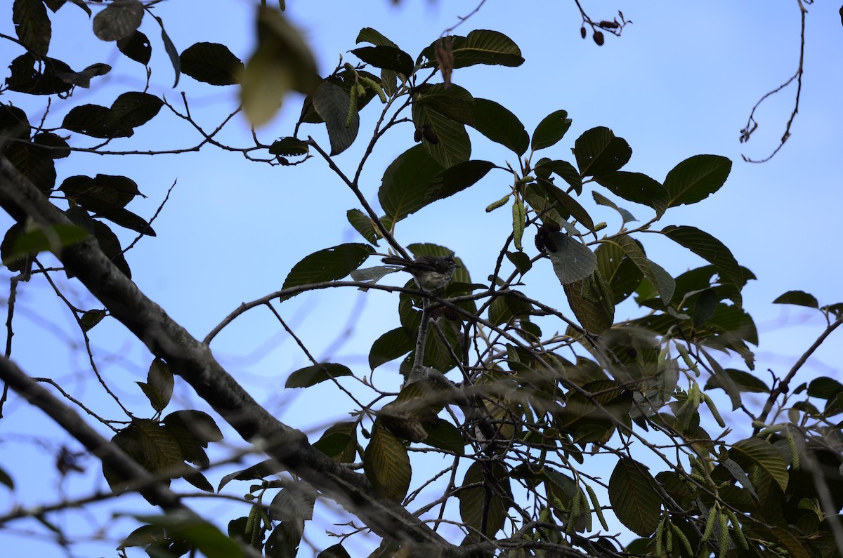 Tufted Tit-Tyrant - ML246722761