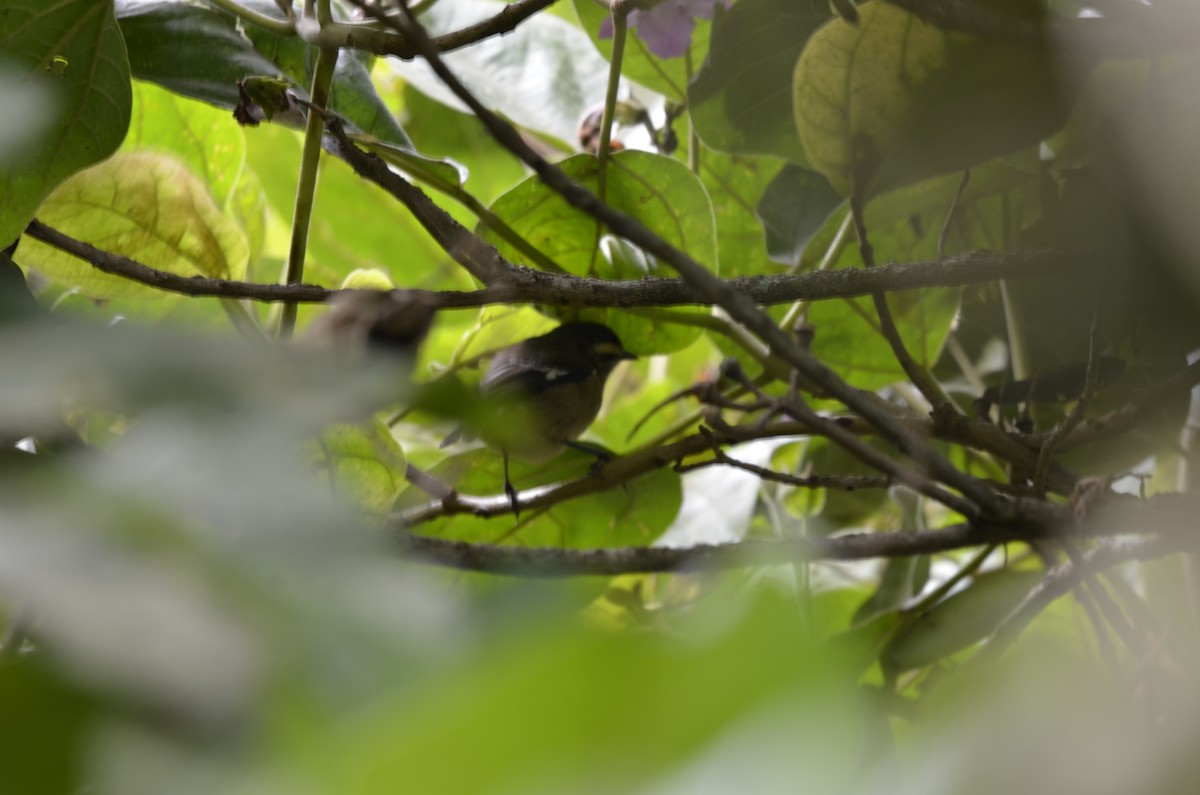 Cinereous Conebill - ML246722891