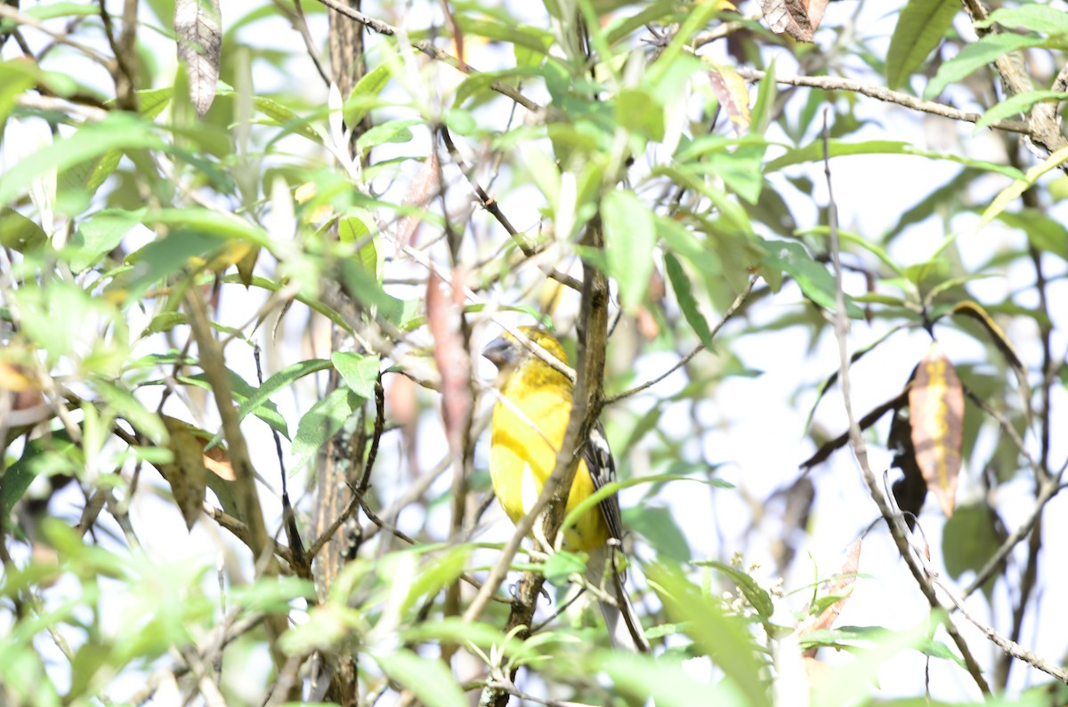 Golden Grosbeak - ML246723041