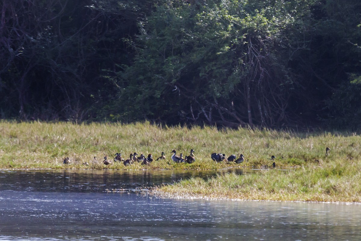 Northern Pintail - ML24672401