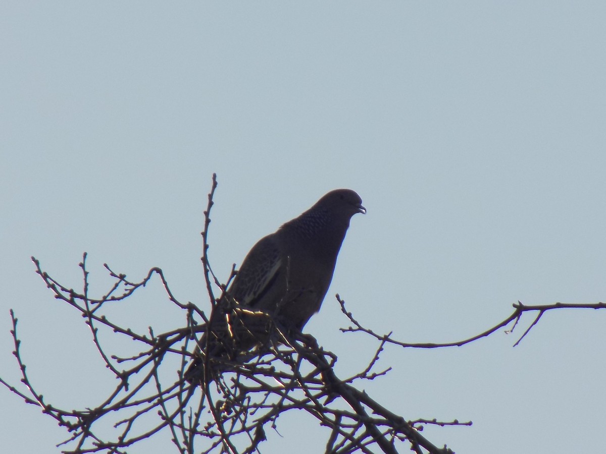 Pigeon picazuro - ML246724331