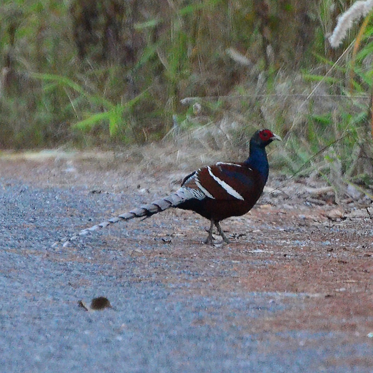eBird Checklist - 27 Feb 2015 - Doi Pha Hom Pok NP--Doi Lang (E) upper ...