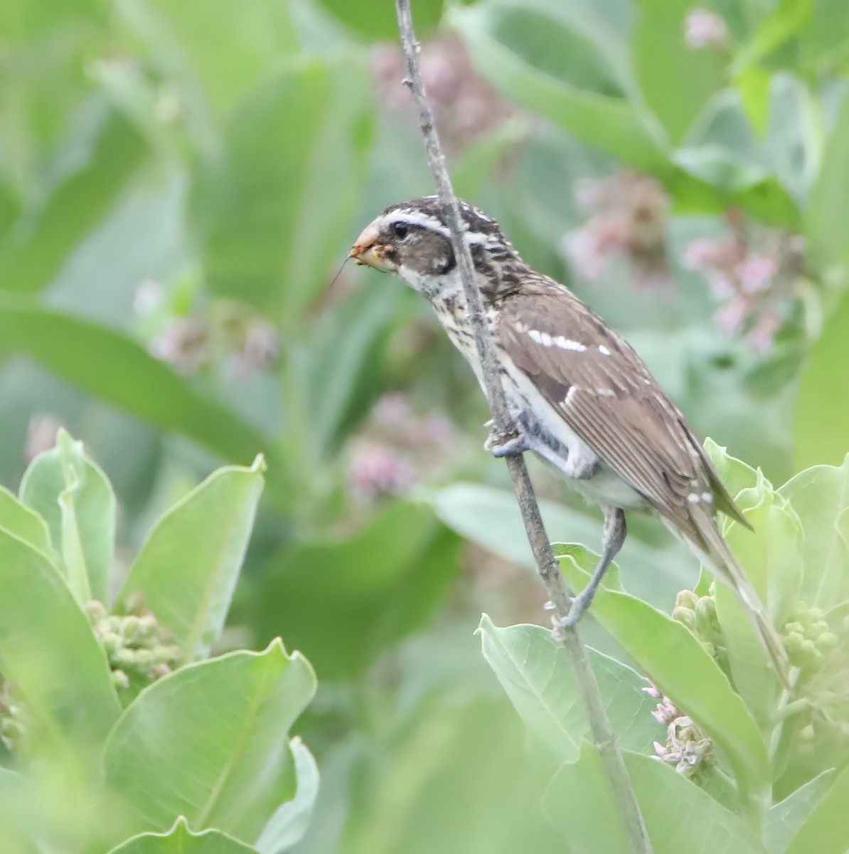Rose-breasted Grosbeak - ML246725941