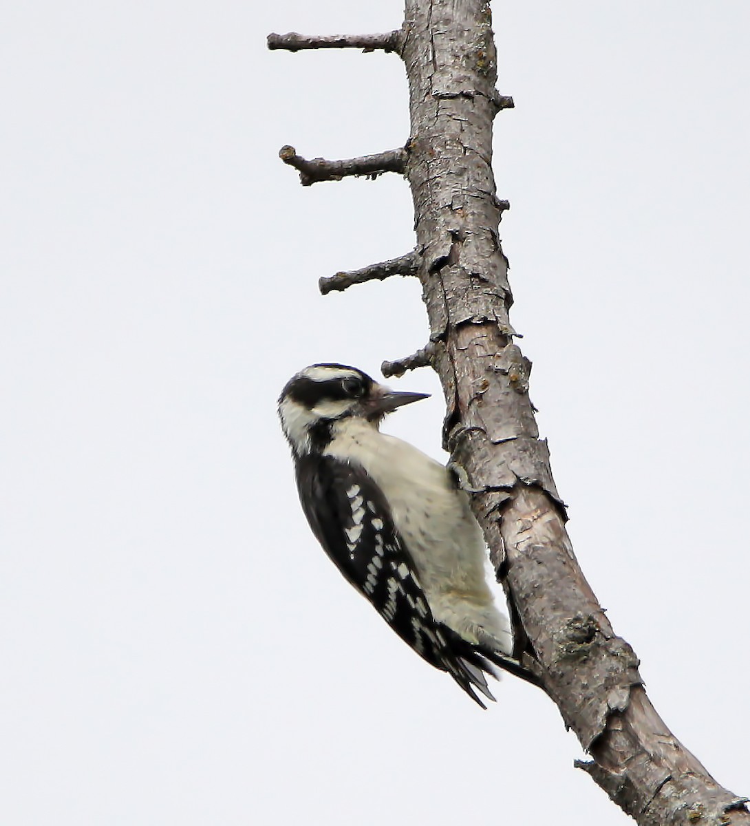Downy Woodpecker - ML246725961