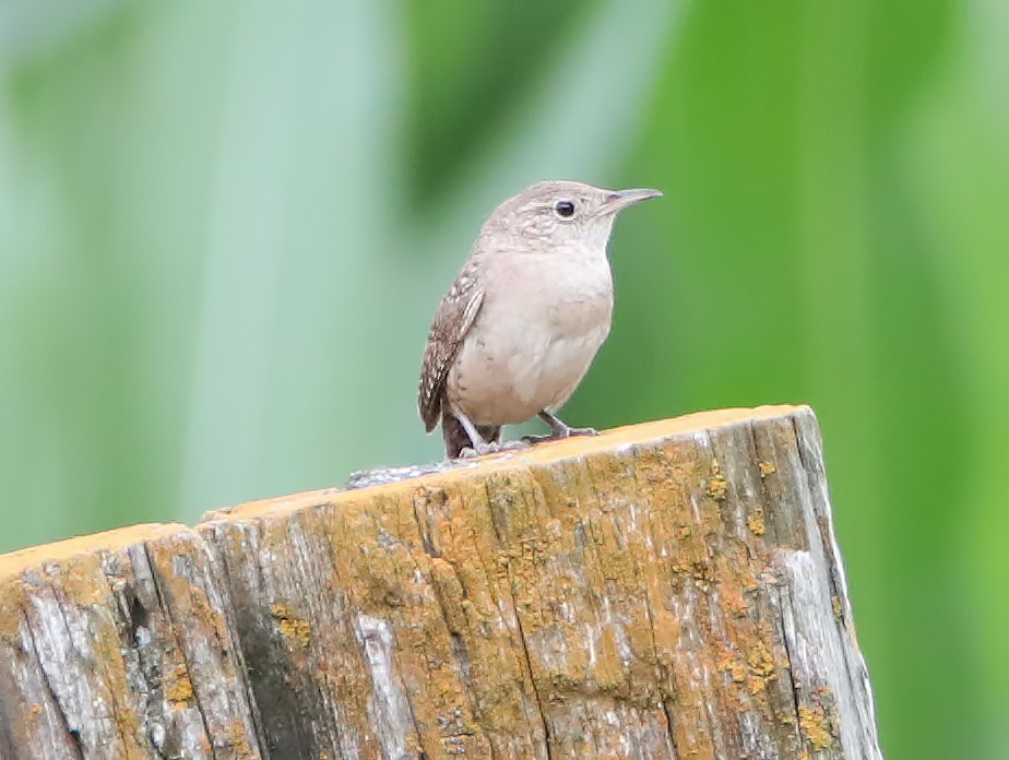 Northern House Wren - ML246726071