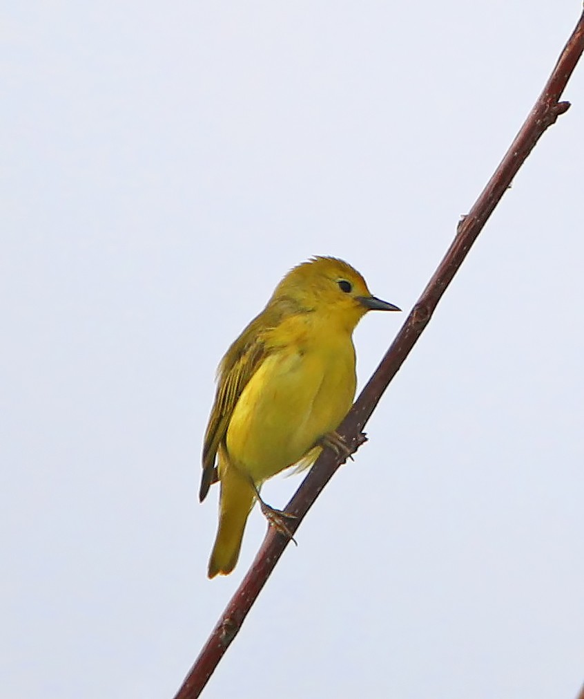 Yellow Warbler - ML246726281