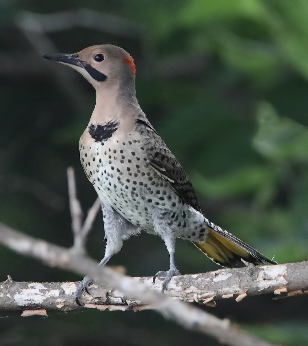 Northern Flicker - ML246726361