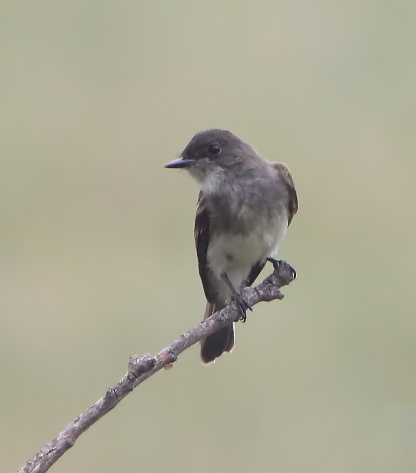 Eastern Phoebe - ML246726451