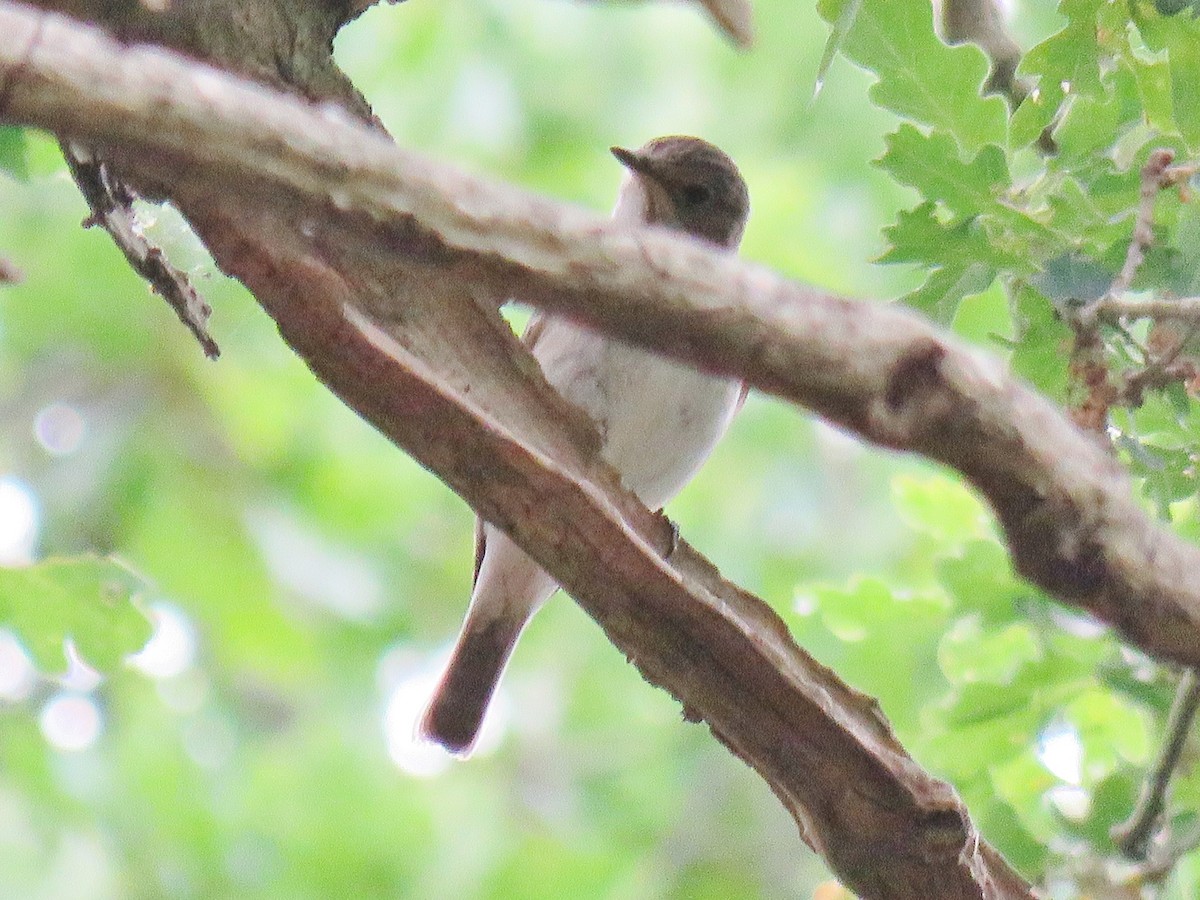 Spotted Flycatcher (Spotted) - ML246727001
