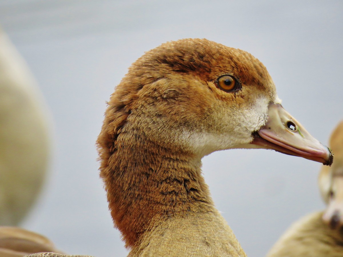 Egyptian Goose - ML246727081